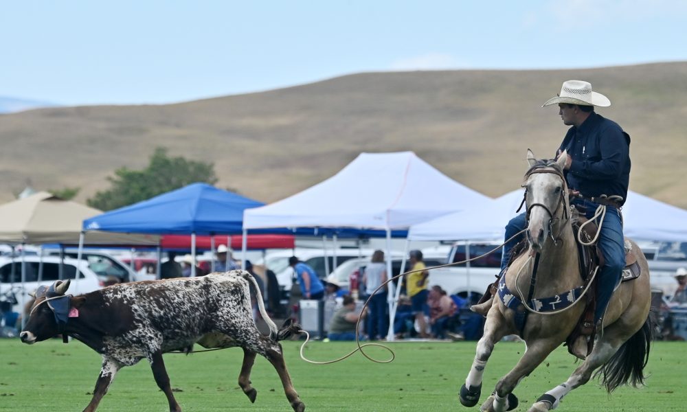 Steer roping – Sheridan Media
