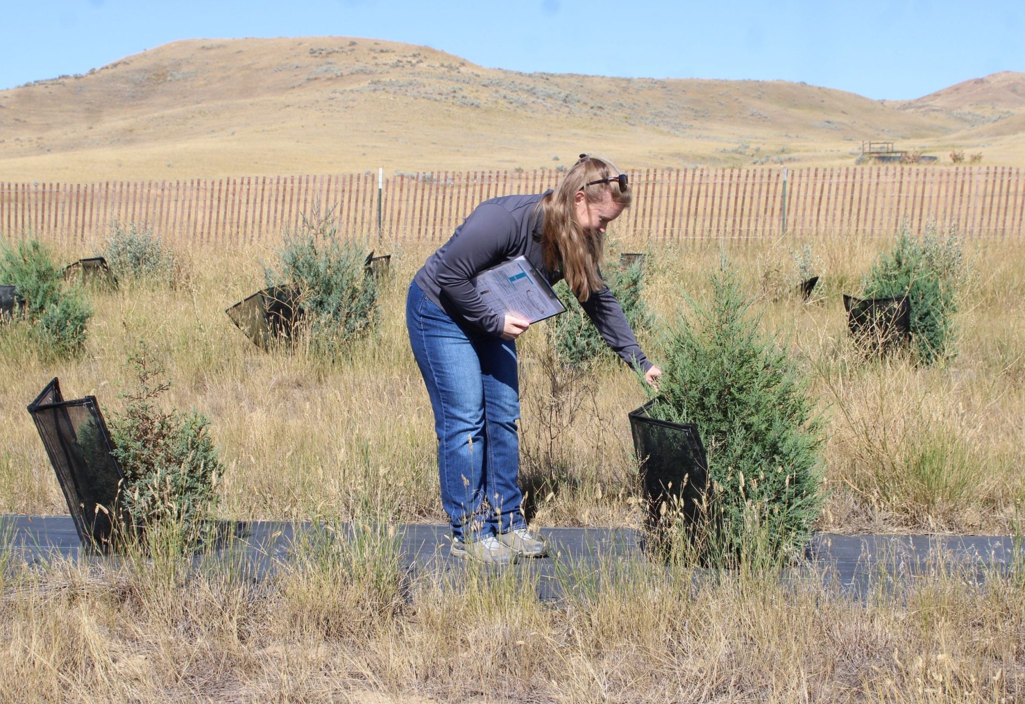 Ucross Living Snow Fence Shows Good Growth – Sheridan Media